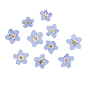 10tk Loomulik Pressitud Kuivatatud Lilled Unusta-mind-Lilled ei Pressitud Kuivatatud Lilled Kunsti-Käsitöö