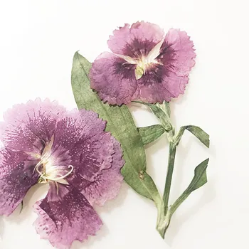Dianthus Kohta Vars Vajutage Lilled DIY Käsitöö Materjal 1 palju/120pcs Tasuta Vedu