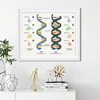 Inimese DNA ja RNA Lõuend Print Teadus Plakat Bioloogia Seina Art Pilt Geneetilise Koodi Keemia Maali Õpetaja Kingitused Dorm Decor